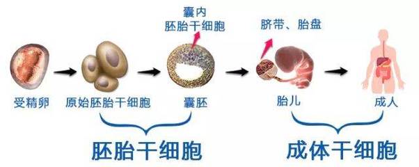 干細胞熱潮 人體干細胞技術(shù)開發(fā)與應(yīng)用前景