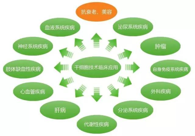 干細胞臨床應(yīng)用時代到來 人體干細胞技術(shù)開發(fā)與應(yīng)用